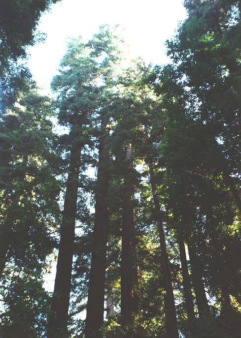The Giant Redwoods